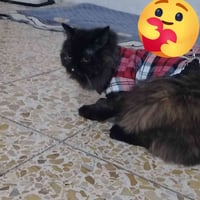 قطط • سكوتش ذكر ٨ أشهر • شيرازي أنثى ٨ أشهر