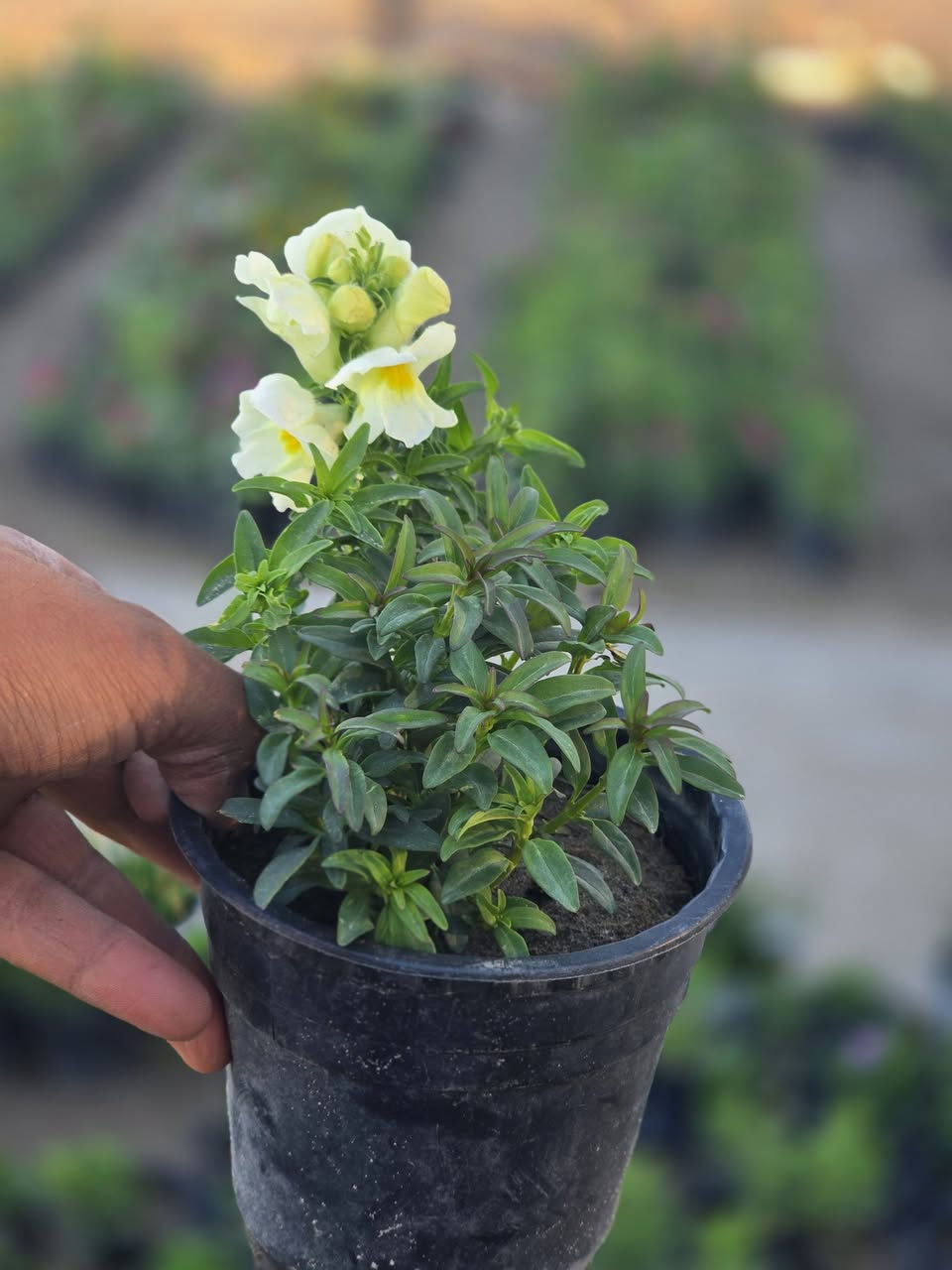 "جديدنا في مشتل الرفاعي 🌿🌹"
​وصلت الآن تشكيلة واسعة ومميزة من:
​الأزهار الموسمية: ألوان تضفي بهجة فورية.
​النباتات الدائمية: خضرة وجمال يدوم طويلاً.
​✅ ألوان زاهية | ✅ جودة عالية | ✅ أسعار مناسبة
✅ سعر الشتلة [ 500 . دينار ]
​📍 الموقع: [مجاور قرية القائد/ قرب فرع سيد احمد]
📞 للاستفسار: [***********]
                       [ ***********]
​حيّاكم الله، نتشرف بزيارتكم .
