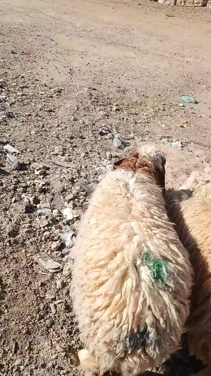 بسم الله متابعينا الغوالي 4فطايم تريدهن ربط تريدهن قصابه كلشي يرهمن سعر الزوج ب560 الشراي يتصل ويدلل المكان حديثه بروانه حي الشرطه ***********
