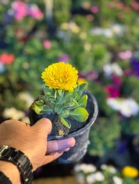 خصم ١٠٪ • مشتل • نباتات داخلية