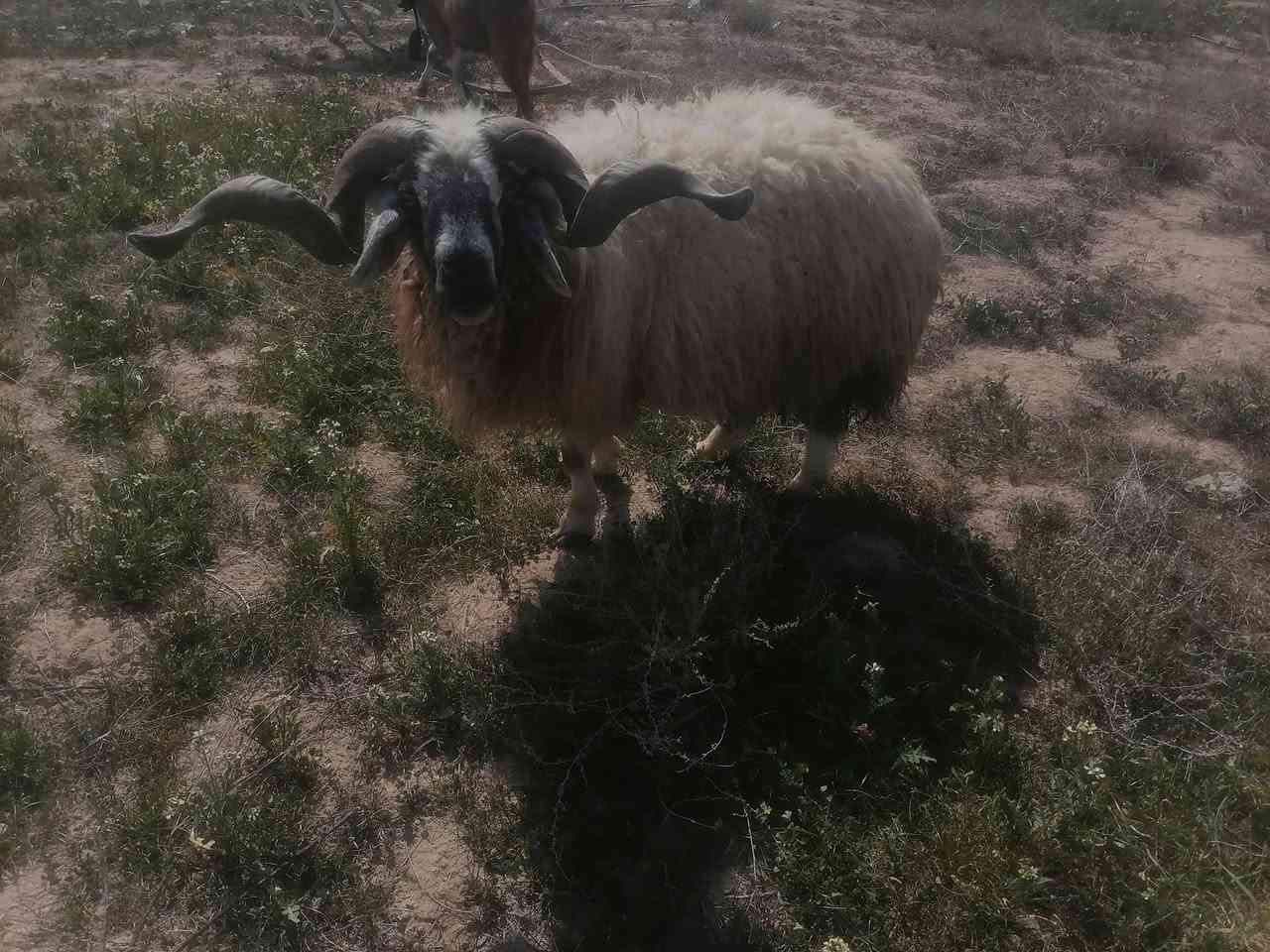 كبش اب ٣ سنه صاغ سعره ٥٥٠ اي ستفسار ***********
