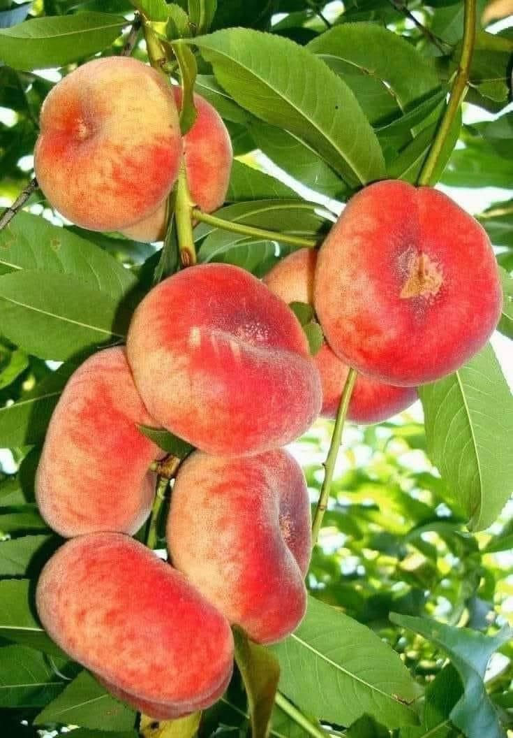 يتوفر لدينا شتلات خوخ كعكي مطعم عمر سنتين .
يتميز بألانتاج الوفير. 
ارتفاع مترين. 
السعر 5000 فقط  
اسماعيل. *********** 
احمد.     *********** 
العنوان محافظة الانبار- حديثة صعدة الحي العسكري 
مقابل سالم الأدوات الاحتياطية / ومجاور فلس ونص
