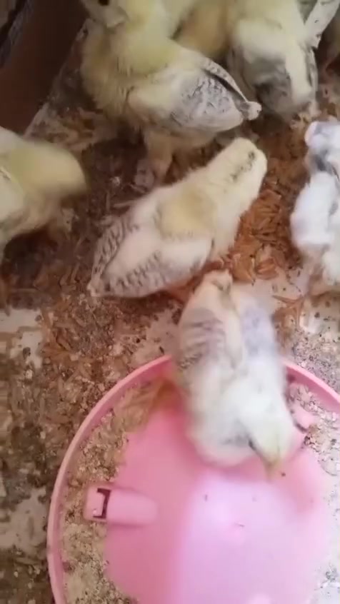 سلام عليكم 🤍
شباب عندي دجاج دندراوي للبيع 
العدد 4 دجاجات وديج ثلجي 
متوفر  هم افراخ دندراوي العمر شهر 
وعندي العمر 15 يوم 
مكاني الرمادي جزيرة 
الا ستفسار 
***********  يوجد واتساب 
يوجد خاص 🤎👑

