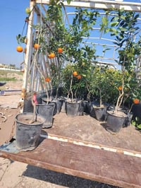 شجره برتقال شجر برتقال صيني شجره ليمون 07812603874