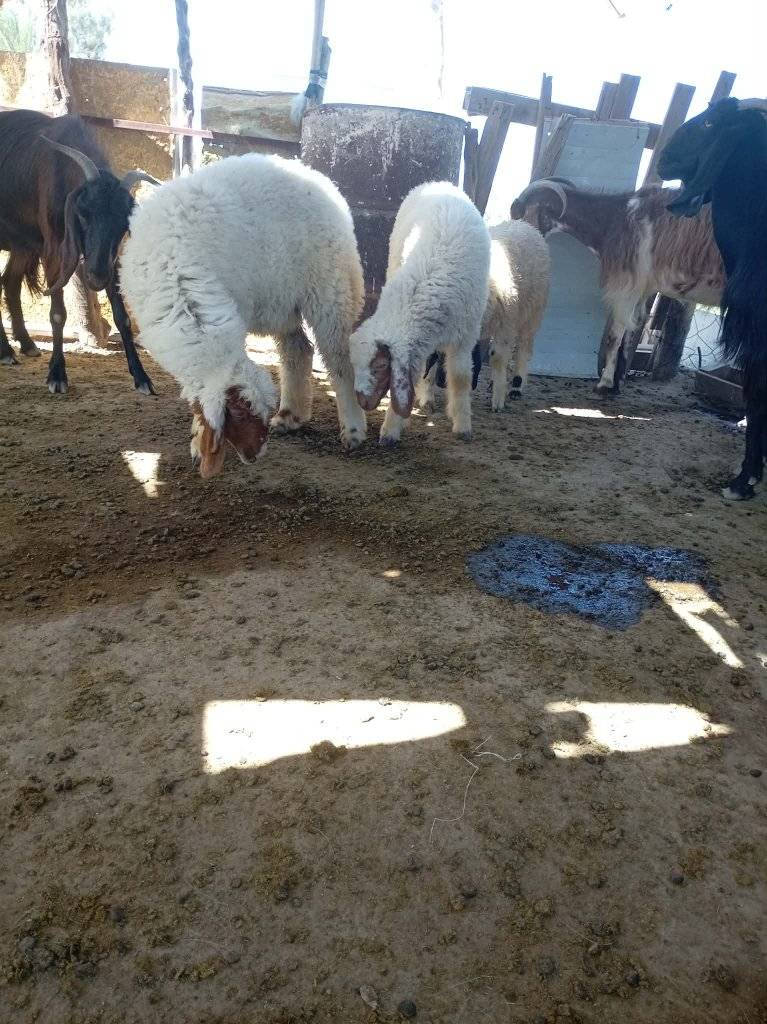 متاح 3 فطايم للبيع   
***********
***********
