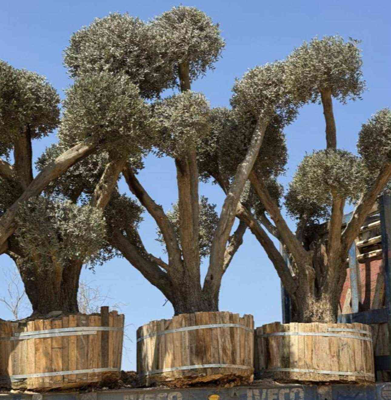 مشتل الاصدقاء جميع انواع النباتات الزينه والنخيل اسعار ممتازه جدا


**إذا كنت صاحب هذا الإعلان وتريد حذفه لأي سبب، رجاءا أرسل رسالة إلى الدعم الفني**