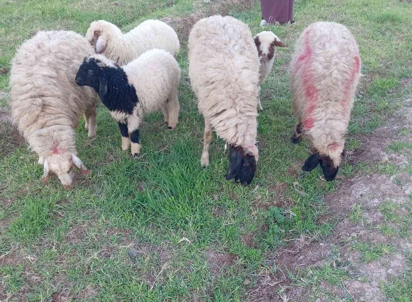 نعاج مولدات للبيع ***********
