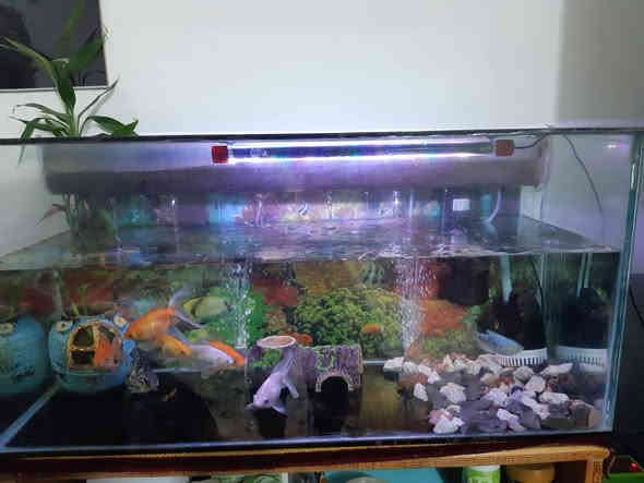 السلام عليكم 
للبيع 
حوض اسماك عمل ١٢٤ سم في ٤٠ سم مع جميع ملحقاته يحتوي على ١١ سمكة كناس واحد كوراني عدد ٢ كولد عدد ٨ 
السعر ٧٥ الف 
عنوان حي العسكري قرب مركز الشرطة 
***********
