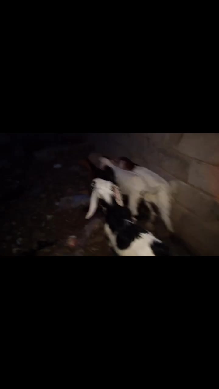 4صخول للبيع كله نثيه ***********
