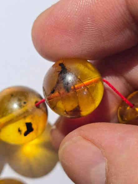 بسم الله الرحمن الرحيم
للبيع مسباح كهرب الألماني نوادر النوادر
يعتبر الكهرب الألماني هو الأقدم في عالم الكهرب
هذا المسباح حشري محشر بلكامل كل خرزة فيها قصه  من قصص الزمن القديم 
قطعه تحفه قد صاغها الرحمان
وزن 64  غرام من الذهب الاحمر
*********** واتساب
