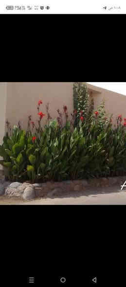 مساكم الله بالخير والعافيه 🌹
نبات  الكنا الهندية او ورد الموز  

تعتبر من النباتات المعمرة الجميلة الخضراء التي تزرع لجمال أوراقها ولزهورها الكبيرة نبتة سريعة النمو قد تصل لارتفاع متر أو أكثر، سهلة العناية والاكثار ولا تتطلب منك الكثير.
الجميل في هذه النبتة أن زهورها تبقى في حديقتك لفترة طويلة فهي لا تتوقف عن الازهار إلا في فصل الشتاء ألوان الزهور تتراوح بين الأحمر والأصفر والبرتقالي ولون الأوراق قد يكون أخضر بالكامل أو أخضر مصفر أو برونزي أو بلون أرجواني قريب من السواد سبب الاختلاف بسبب تعدد أنواع نبات الكنا.

    العناية بنبات الكنا  

 تحتاج نبتة إلى الكثير من الشمس والحرارة والرطوبة فتزرع بمكان تصله أشعة الشمس المباشرة 4..5 ساعات يومياً على الأقل مع كونها تتحمل الأماكن الظليلة جزئياً 

 تفضل أن تكون التربة خفيفة جيدة التصريف للمياه

 وأن تكون التربة رطبة باستمرار وتروى بمعدل 3-4 مرات أسبوعياً صيفاً ومرة واحدة شتاءً.

نبتة الكنا لا تقلم فقط تزال الأوراق الجافة والسيقان والزهور التي ذبلت

يفضل تسميد نبات الكنا بمعدل مرة شهرياً بالسماد المتوازن NPK لتشجيعها على الازهار بشكل مستمر أو مرتين على الأقل سنوياً بأي سماد عضوي.

تتكاثر نبتة الكنا بالتقسيم في فصل الربيع فالنبتة عندما تكبر تنتج خلفات بجانبها يمكن أخذ واحدة من هذه الخلفات مع جذورها وزراعتها في حوض جديد به تربة زراعية خفيفة رطبة ووضعها في مكان دافئ ظليل لحين نمو الخلفة وبدء نشاطها ثم نقلها لمكان مشمس كما هو معتاد ... وأيضا عن طريق البذور بالربيع 
عنوانه كوفه شارع عبد العال *********** يوجد توصيل
