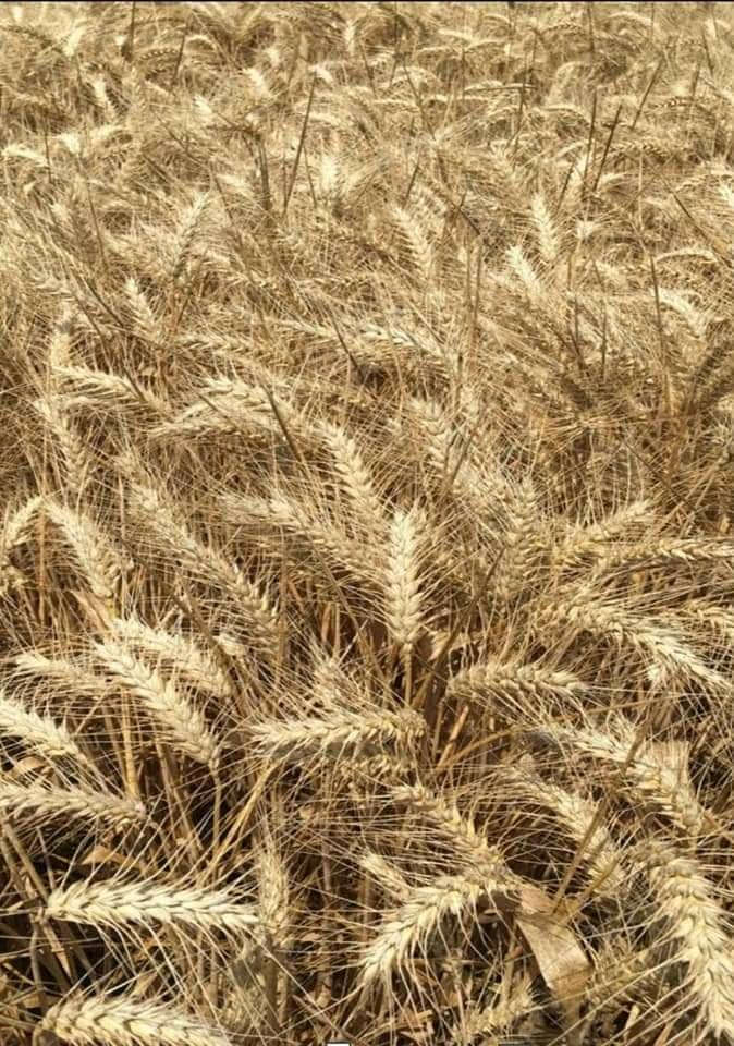 بلاشششش بلاششش
ارض 13 دونم سند 25 
بابل ناحية الشوملي قرية الجوادية 
باسم شخص واحد مداور مباشر 
((سعر الدونم 13 مليون )) وبي مجال 
الاساله تبعد عنها 200 متر الى 150 م
وعليها 4 طرق رسميه 
وتبعد عن التبليط كيلو ونص 
ماء السقي من نهر الشوملي 
للتواصل واتساب او اتصال 
***********
