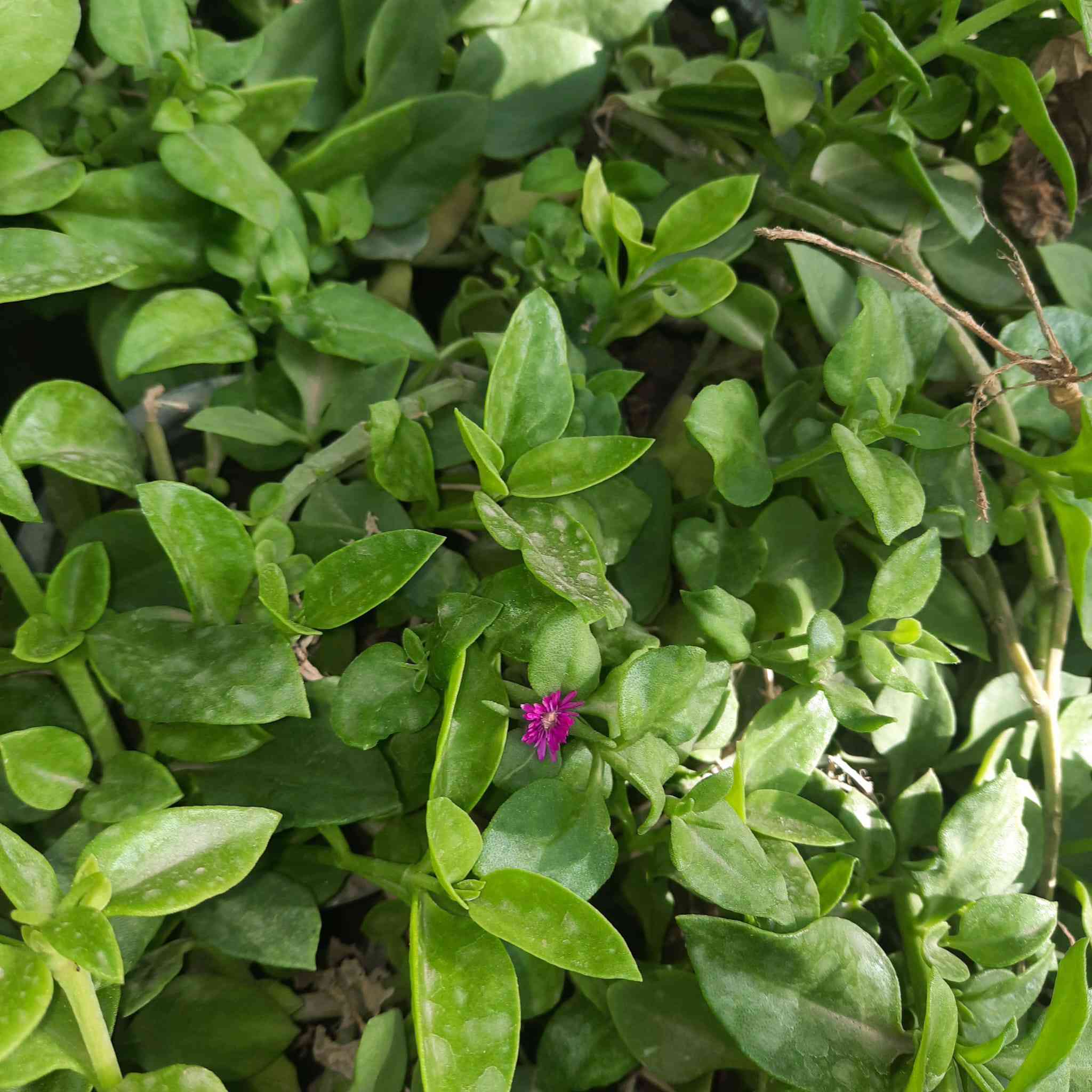 🌿 مشتل الشاهين الزراعي 🌿
وجهتكم الأولى لكل ما يخص الزراعة والحدائق في بغداد

نرحب بكم في مشتل الشاهين الزراعي حيث الخبرة والجودة وتوفير أفضل الشتلات والنباتات المناسبة لبيئة العراق، مع اهتمام خاص بالأصناف المميزة والمجربة في أجواء بغداد.

نقدم لزبائننا الكرام مجموعة كبيرة ومتنوعة من النباتات والأشجار، منها:

🌳 الأشجار المثمرة
التين بمختلف أصنافه المميزة
التوت (التكي) وأنواع نادرة ومبكرة الإنتاج
الباشن فروت
الليمون والحمضيات
أشجار فاكهة نادرة ومميزة

🌸 نباتات الزينة والحدائق
الورد الجوري وأنواع الورود المختلفة
الياسمين
نباتات التسلق والظل
نباتات الزينة الداخلية والخارجية

🌱 الشتلات الزراعية المتنوعة
شتلات فاكهة
شتلات زينة
أشجار ظل
نباتات نادرة ومميزة

🍯 منتجات إضافية متوفرة في المشتل
عسل طبيعي
أسمدة عضوية وكيميائية
مستلزمات الزراعة والحدائق

نحرص في مشتل الشاهين الزراعي على اختيار أفضل الأصناف المجربة في العراق والتي تتحمل الأجواء الحارة وتعطي إنتاجية عالية، مع تقديم النصائح الزراعية للزبائن لضمان نجاح الزراعة في الحدائق والمزارع.
وتشهد المشاتل عادة نشاطاً كبيراً في مواسم الربيع بسبب زيادة الطلب على الشتلات والأشجار المثمرة والزهور. 

📍 فروعنا في بغداد

📍 الفرع الأول
بغداد – الدورة
الشارع المقابل لعلوه الرشيد
قرب شركة دجلة للمشروبات الغازية
خلف منطقة أبو دشير
📞 ***********

📍 الفرع الثاني
بغداد – أبو غريب
خلف بانزين خانه جوهرة العدنان
📞 ***********

🌿 مشتل الشاهين الزراعي
خبرة في الزراعة… وجودة في الشتلات… وخدمة لكل محب للزراعة.

أهلاً وسهلاً بكم 🌱
