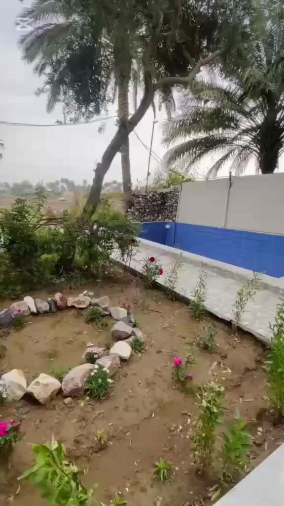 مزرعة البنفسج للتأجير متوفرةللحجز اليومي ***********
