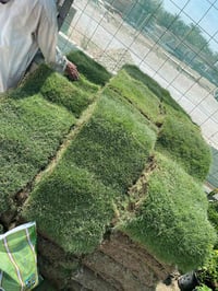 ثيل هندي • ديالى • طول السنة