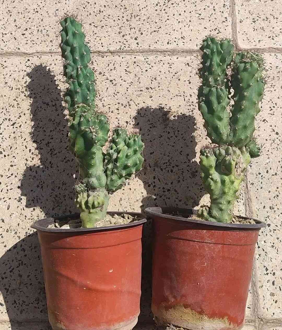 جميع انواع المكحله الف ونص السندان 
الصباريات ٢٠٠٠
الصالون ٤٠٠٠
ذيل الثعلب ٣٠٠٠
توصيل فقط لاغلب احياء الموصل 
للطلب يرجى مراسلة الصفحة


**إذا كنت صاحب هذا الإعلان وتريد حذفه لأي سبب، رجاءا أرسل رسالة إلى الدعم الفني**