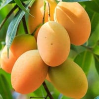 المنكة • عنق الدنيا • مشتل ناطق العلواني