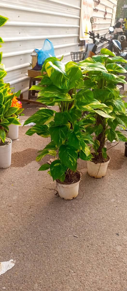 انواع الوردللبيع بعقوبه قرب مرطبات الامير *********** بعقوبة, ديالى
