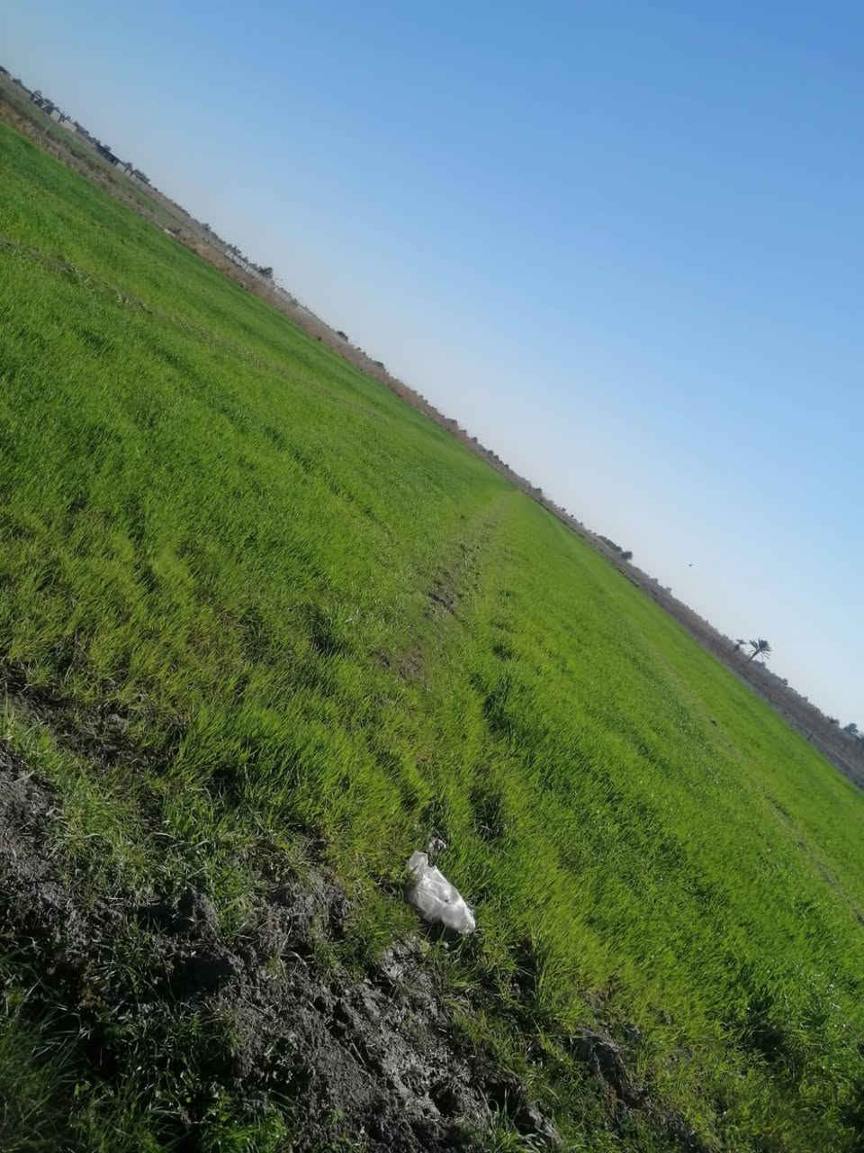 السلام عليكم اليوم عرض 💎 جديد للاستثمار والتطوير✨ العقاري 8دوانم منطقة الشيخ عامر العيساويه عبور جسر رعود 🌉ماء 💧كهرباء ⚡دوانم طابو زراعي سند 25عله فلوجه الموقع حلوه  🎋 سعر دوانم واحد 7وبي مجال التطوير الشهاليهات مدارس اسوق مستشفى التبليط ماء شتاء وصيف عليه دوانم راقيه وجهه دوانم 50×45كلش دوانم حلو 🎋وقابل التفاوض ماتدفع  تضمان حقك تفتح بيان ثاني اتصال *********** واتساب وحياكم الله ✍️
