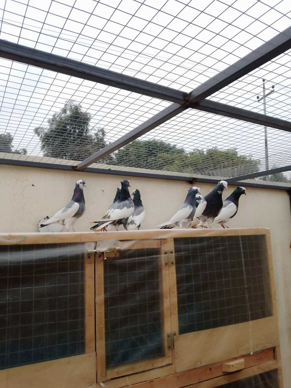 السلام عليكم ورحمه الله شباب هذني ايرانيات رصاصيات ٤ زواج رس سطح وأحد طيور طياره المفرد سعر والشلع سعر يرحم والديكم ماعندي خاص الي يشتري يتصل مكاني تكريت ‏‪***********‬‏
