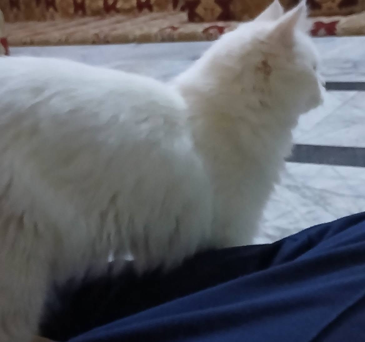 بزونه بيت مال زينه للبيع رقم *********** شراي يراسني خاص
