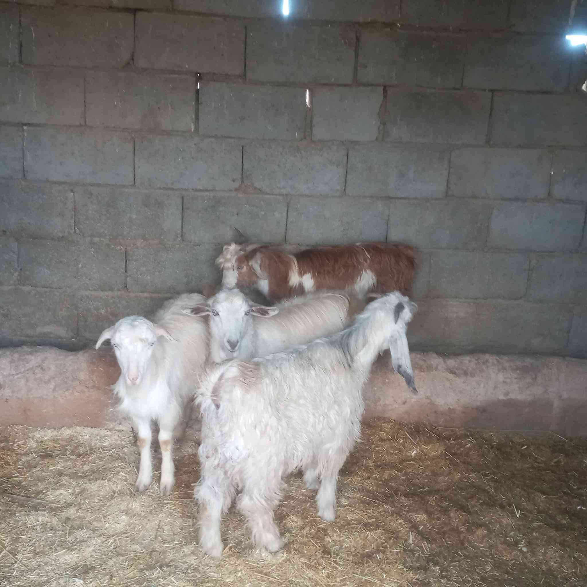 جدايه لبيع العدد ٤ مع اصخله مرعز سعر الجوزب  ٢٧٠ وبيهن مجال بسيط
***********
بلاش جو السوك
