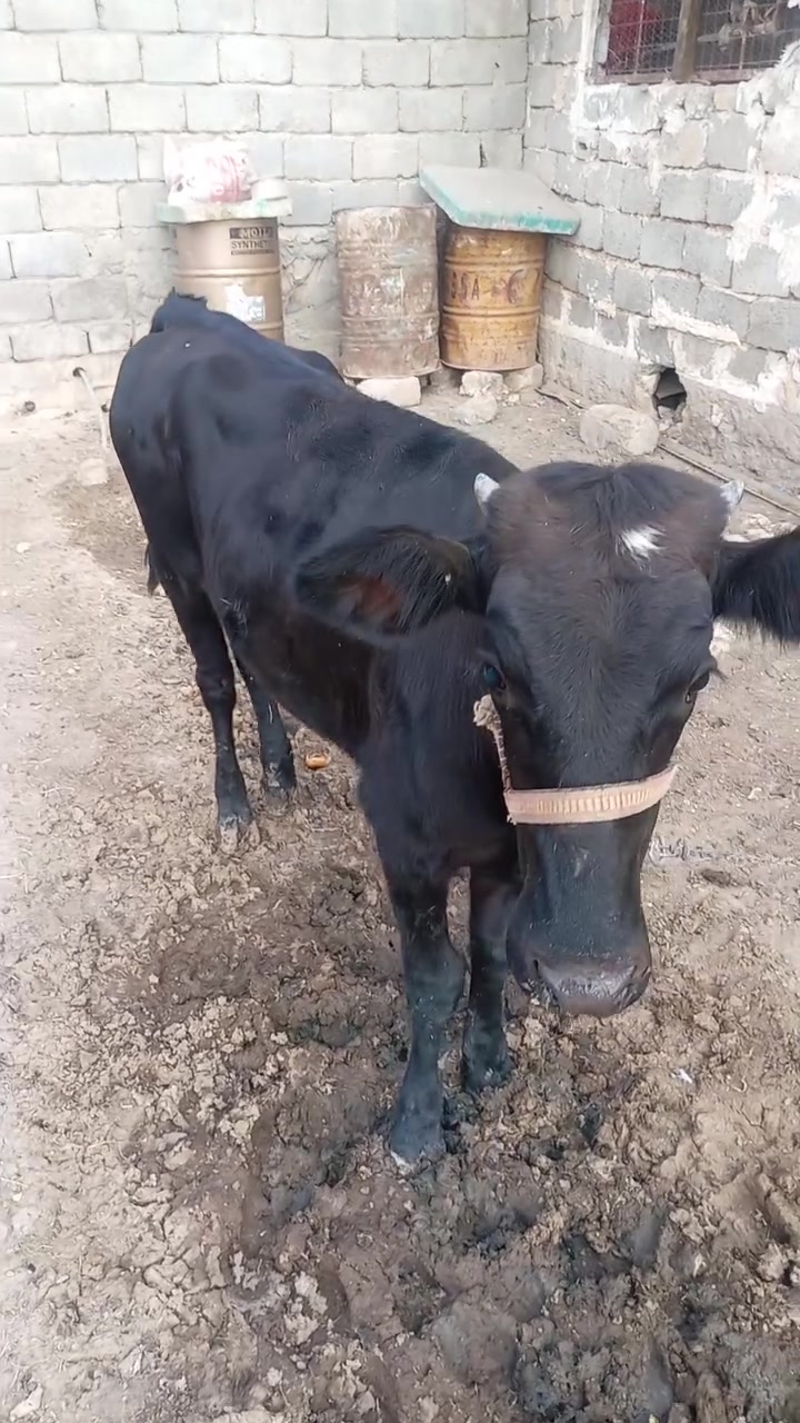 متاح للبيع مال قصابيه ***********
