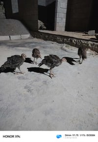 صواصي • بصرة • شهرين