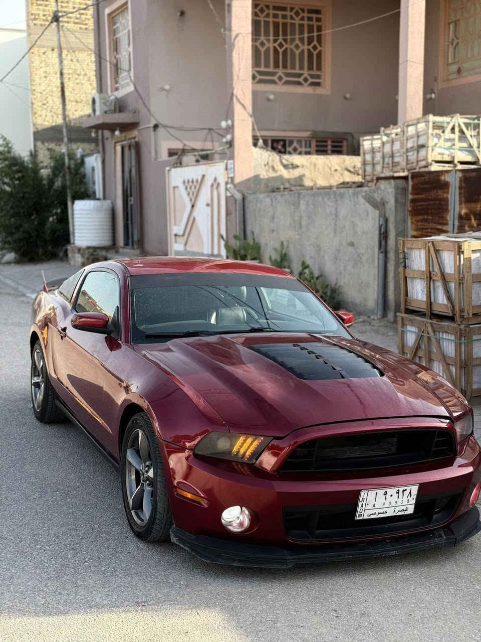 موستنك مديل 14 صبغ حزام رقم بصره مشروع وطني راعيه موجود بغداد   وبيه مجال بصيط ***********
