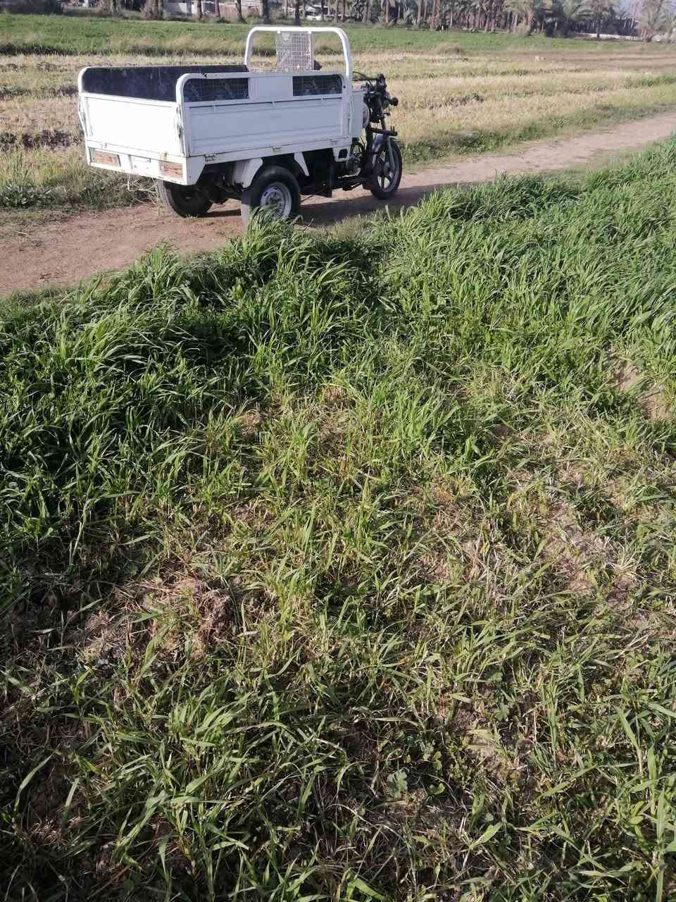 سلام عليكم ستوته جمره للبيع موديل2017 وراق كامله مكان ابو غريب شيح هذرقم بي واتساب ***********
