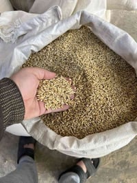 شعير روسي • درجة أولى • الدجيل الشارع العام