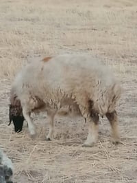 ثنية • ذبيحة بكرة • النعناعة
