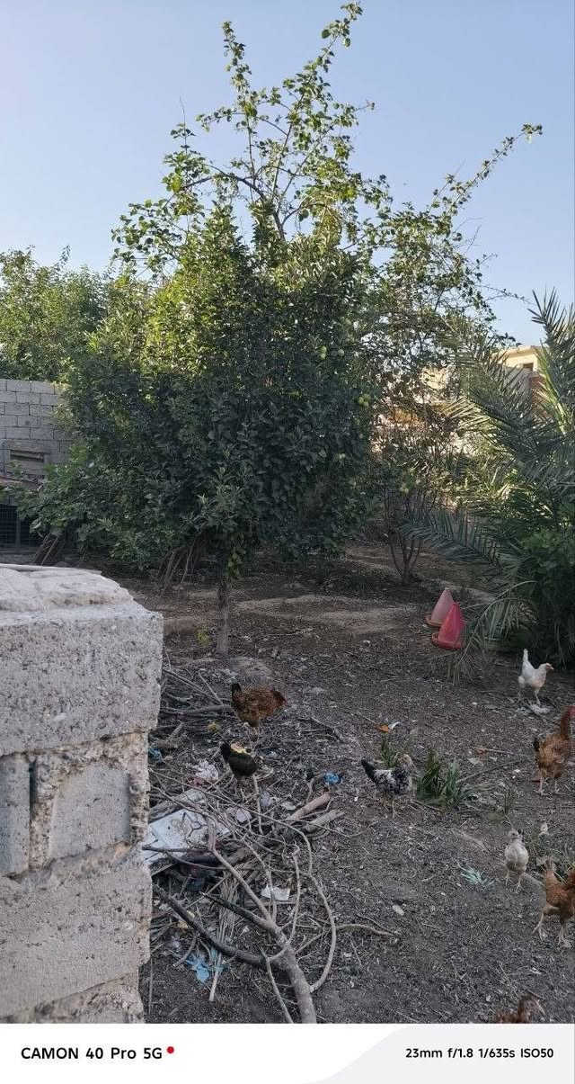 بيت للبيع مساحة 800 مع غرفة استقبال وغرفتان نوم ومطبخ وحديقتان وقطعة خلف البيت الموقع دائرة الكهرباء حي الوحده للاستفسار على الرقم ***********
