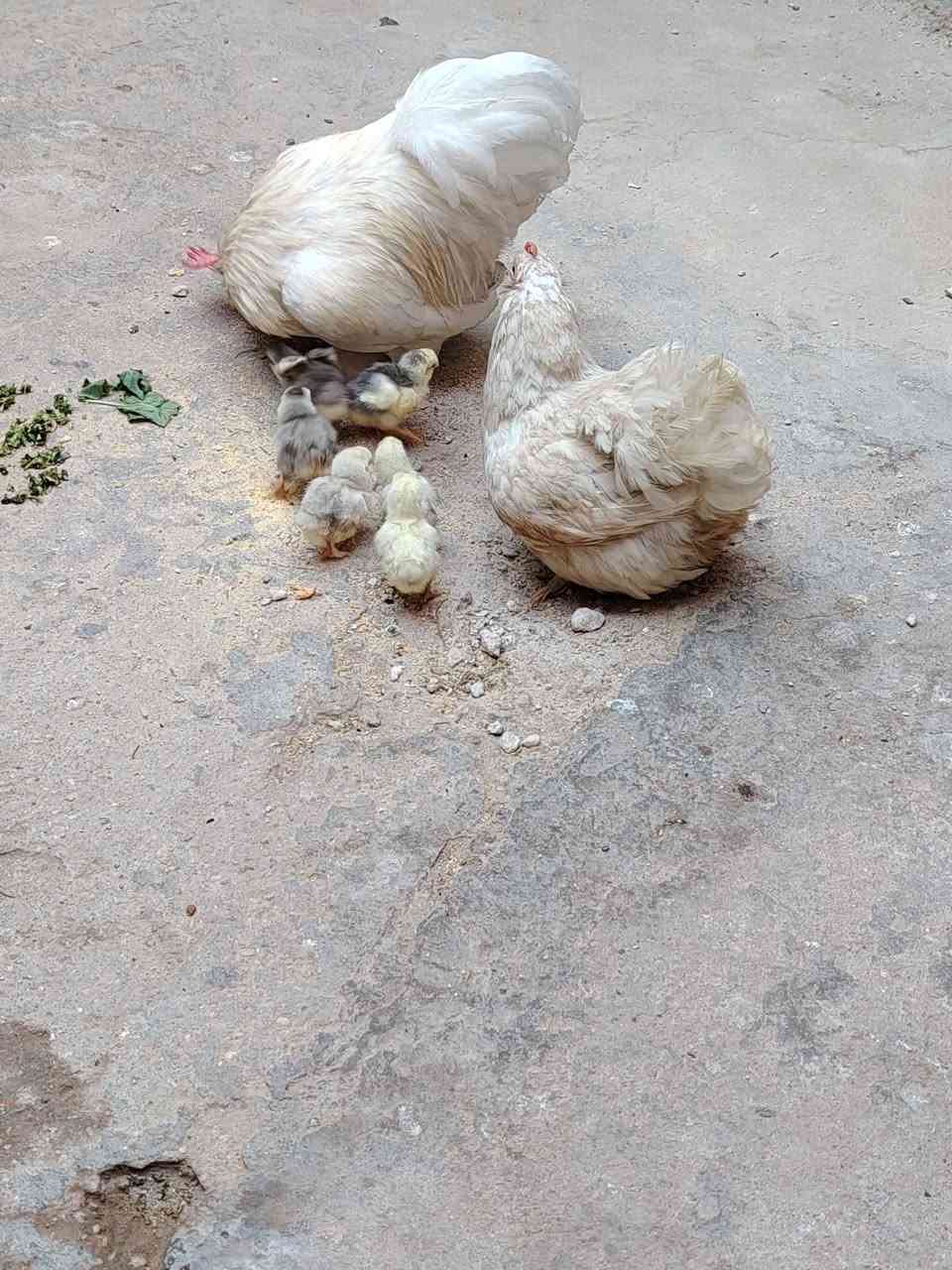 دجاج عرب كربلاء, العراق


**إذا كنت صاحب هذا الإعلان وتريد حذفه لأي سبب، رجاءا أرسل رسالة إلى الدعم الفني**