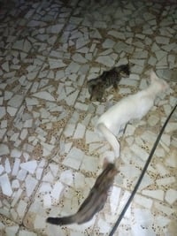 للتبني 2بيض و3رصاصي كون يحافظ عليهن 07877511957 سايد واحد كرغولية خلف ...