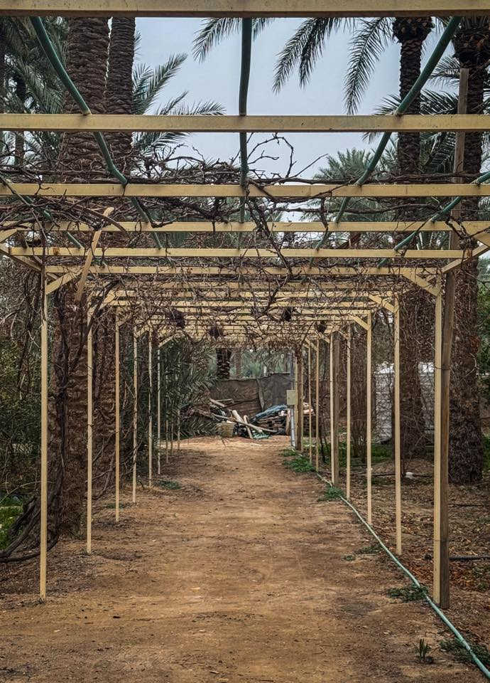 السلام عليكم للبيع بسعر مميز جدا
مزرعة منتجع خمس دونم تحتوي على 800 شجرة بمختلف أنواع الأشجار و 250 نخلة من دون الفسائل الجديدة 
تحتوي على دار استراحة 115 متر ( غرفة نوم ، مطبخ ، صالة ، مضيف ، مجموعة صحية داخلية و خارجية ) بالإضافة إلى بحيرة اسماك و جلسات و مكان للشواء و كذلك محميات لتربية الحيوانات 
سندها سند 25 باسم شخص واحد تحويل ثاني يوم بالطابو
المكان شارع الرابط ( بعد ٤٠٠ متر عن شارع الرابط ) - شارع معمل الغاز 
من الأخير كاملة مكملة و تسوه كل فلس بيها و بالعافية عالياخذها 
الشراي يتصل او يراسل واتساب ممتواجد على الفيس 

***********
