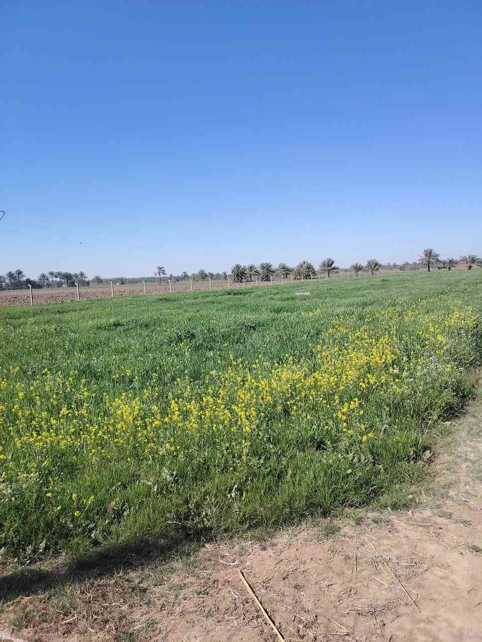 السلام عليكم 
ارض طابو زراعي سند ٢٥ بسمنه تحويل مباشر للمشتري قرب شارع كربلاء، الارض بيهة كافة الخدمات التفاصيل داخل الفيديو غير متواجد عل فيس للاستفسار اتصل عل رقم *********** او واساب
