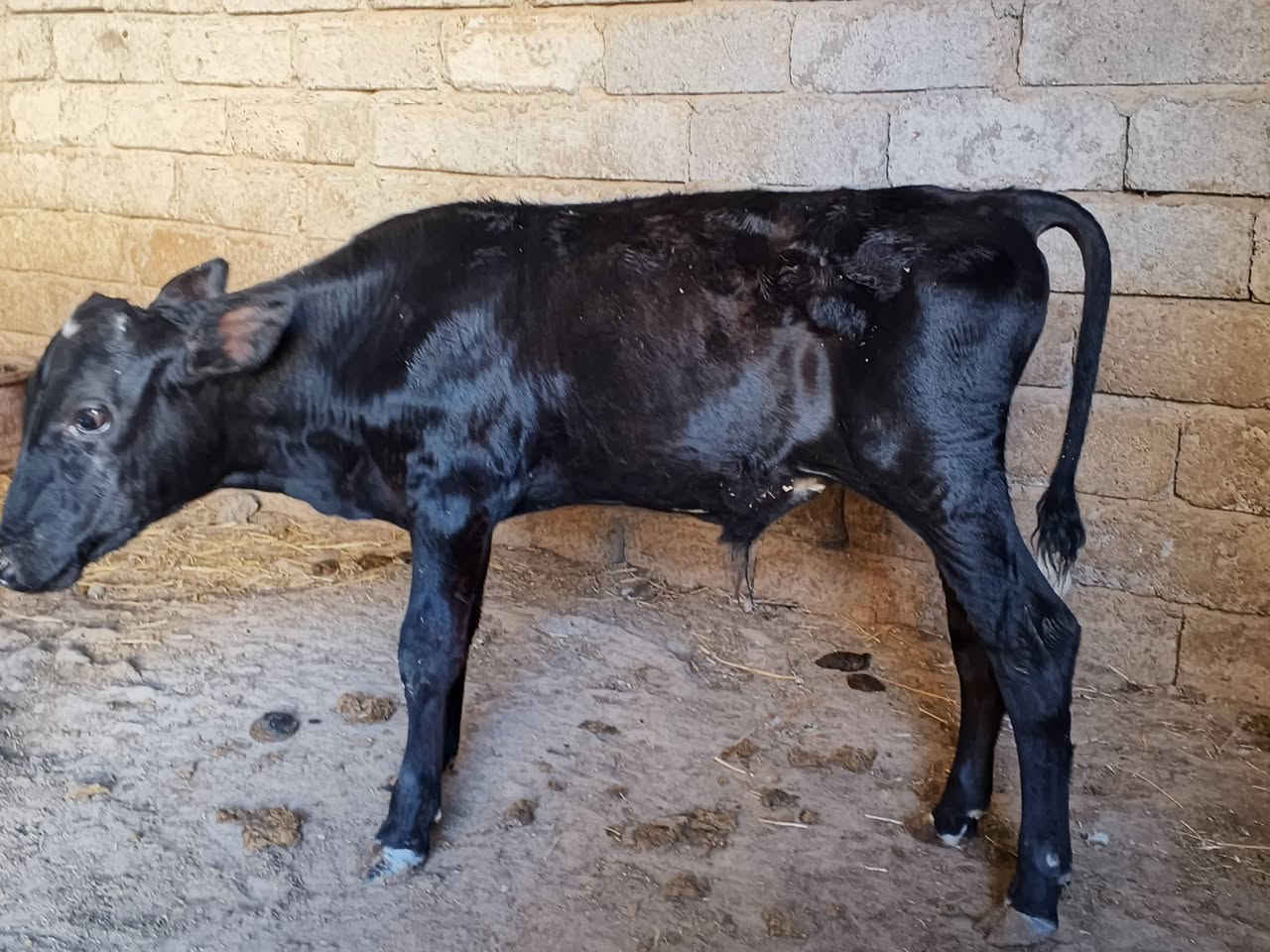 السلام علیکم
متاح جوز حوالي جنس +حوليه جنس درجه أولى
معالجات ومربوطات عله علف
نخبه عريضه عمرهن ٤ أشهر والحوليه عمرها ٣ أشهر سعرهن مليونين ونص وبيهن مجال
مكاني الشرقاط
الشراي يتصل ***********
