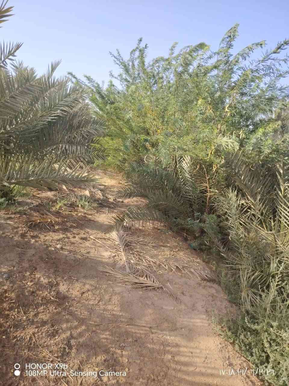 السلام عليكم✅
اخوان يوجد لدينا بستان مع بيتين مع محل للبيع✅
 ع طريق الامام الشريف عليه السلام ✅ من الشارع للشط 
 الواجه 32م ✅
والنزال 180متر
 تقريبآ✅
 البستان يحتوي ع انواع النخيل ✅
وموقعه قريب كلش✅
 من بعد مدرسة ذات العلم✅
 بداية العليمين الشراي يراسلني وبلخدمه ✅
الموشراي رجآ لايراسلني ✅
اخوكم سيد عمار الاعرجي


**إذا كنت صاحب هذا الإعلان وتريد حذفه لأي سبب، رجاءا أرسل رسالة إلى الدعم الفني**