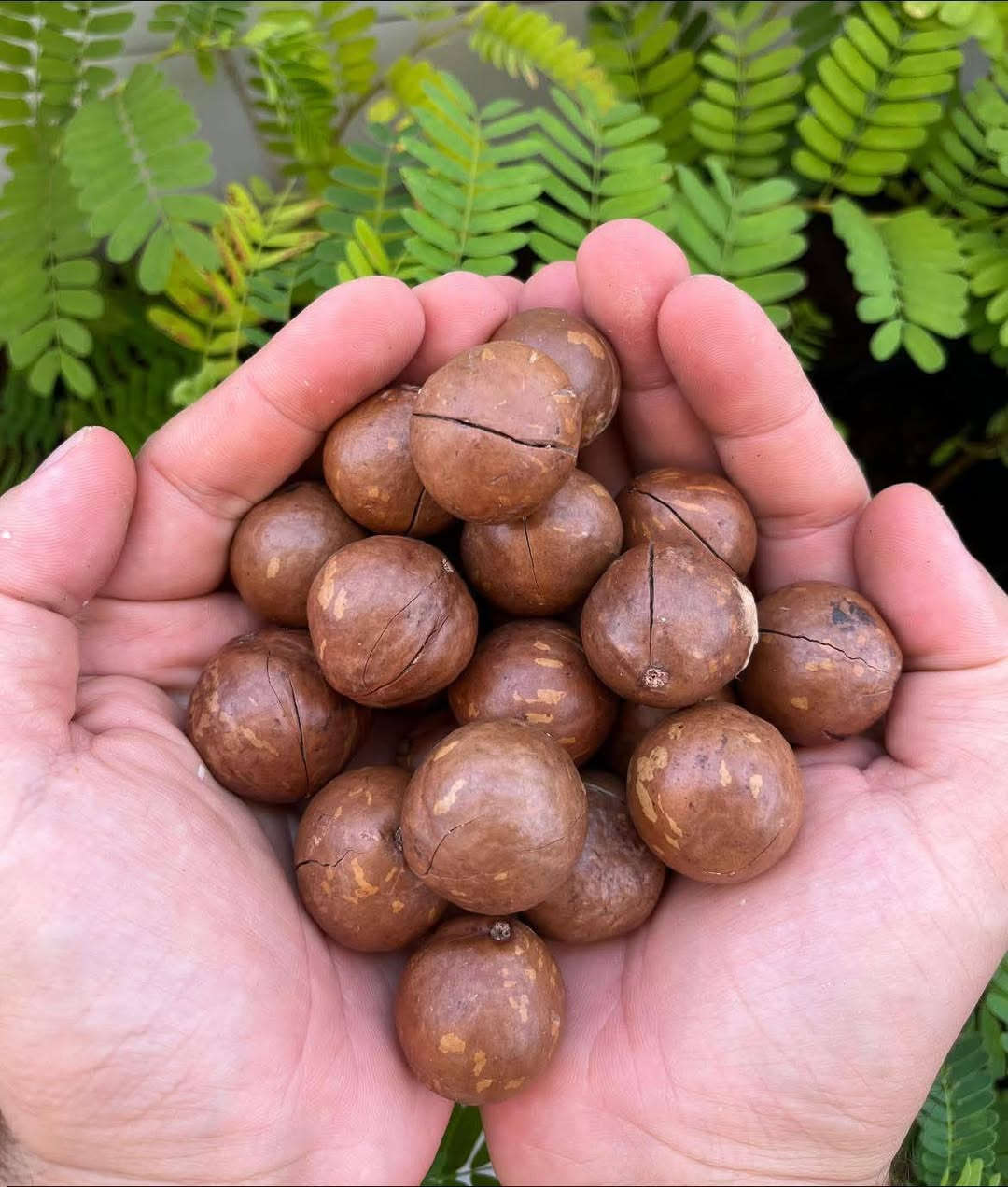 🌿✨ متوفر الآن في مشتل الشاهين الزراعي
شتلات شجرة المكدميا (جوز المكاديميا) 🌰🌳

من أرقى وأغلى أشجار المكسرات في العالم، تتميز بسرعة نموها وجمال أوراقها وإنتاجها لثمار المكاديميا اللذيذة والغنية بالفوائد الغذائية 💚

✔️ مناسبة للحدائق والمزارع
✔️ شجرة دائمة الخضرة
✔️ إنتاج وفوائد غذائية عالية
✔️ تضيف منظر استوائي جميل للمكان

📍العنوان: بغداد – الدورة – الشارع المقابل لعلاوي الرشيد قرب شركة دجلة للمشروبات الغازية خلف منطقة أبو دشير
📞 ***********
📲 واتساب متوفر

يوجد توصيل لجميع مناطق العراق بعد تحويل المبلغ على بطاقة ماستر كارد 

🌱 زورونا وتعرفوا على الأصناف المميزة والمتوفرة باستمرار في مشتل الشاهين الزراعي 🌿
