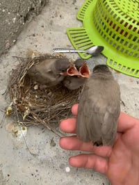 بلابل العدد4 نضيفات وحلوات والصور تحكم مكاني عبور جسر الشيخ عامر السعر...