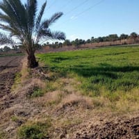 ارض زراعيه • كفل بني مسلم • ١٠ دونم