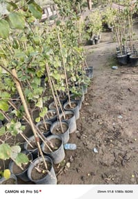 نبك بصراوي تفاحي • درجة أولى • مشتل شهاب