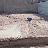 قميرة • ١٠٠م • زراعي