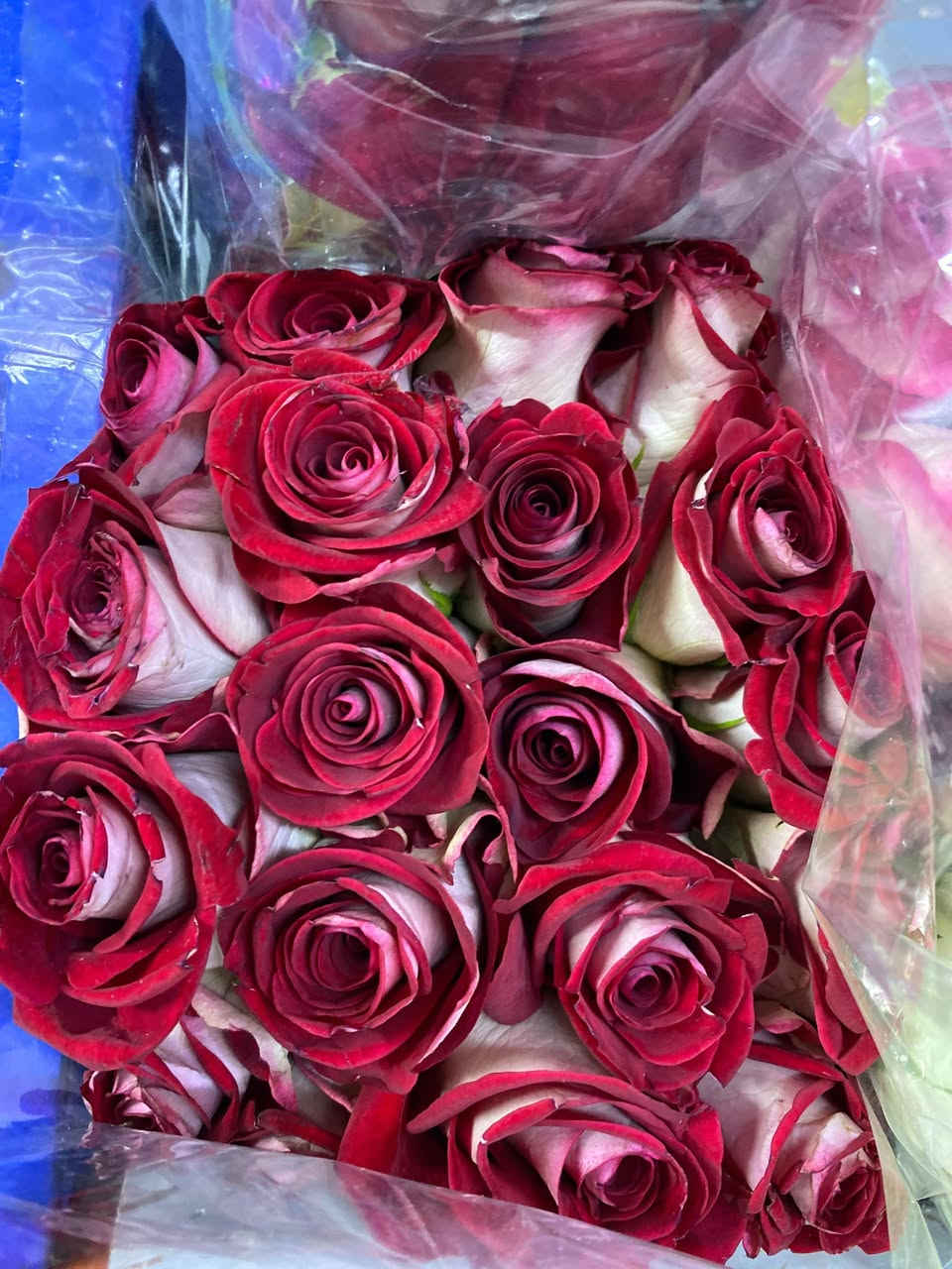 #بيبي #روز 
لا نبيع ورداً فقط…
بل نهدي لحظة، ونغلف شعور، ونرتّب ذكرى تبقى في القلب 
🎀 تنسيقات ورد طبيعي وصناعي مُختارة بعناية، لكل  #مناسبة:🎁
• #تخرج 🎓
• #مواليد 👶
• #خطوبة 💍
• أو حتى “بدون مناسبة، لأنك تستحق❤️.
🪄 كل باقة تحكي حكاية ذوق…
ونترك فيها لمسة من #الحب🌷
للحجزواتساب *********** 
 #الرفاعي قرب الجامعة #سومر #مجاور قسم #الداخلي 
#توصيل سريع سريع 🏍️🏍️🚗🚗
