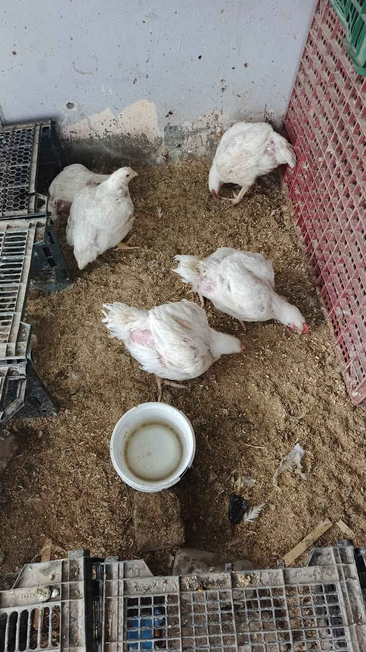 مجزرة دجاج بابل
شارع العلوة ركن شارع بيت شلاكة 
دجاج محلي اسعار مناسبة 
دجاج مقطع والكمية خير من الله 
لتجهيز كافة المناسبات 
أهلا وسهلاً بالجميع 
#محمد_الخزعلي ***********
