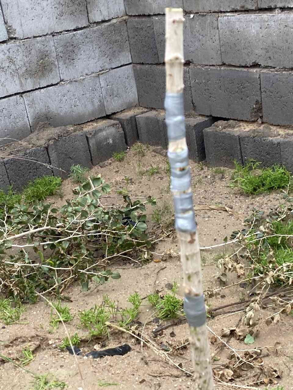 تحية طيبة

مع حلول موسم تطعيم (تركيب)أشجار السدر مستعدون لتركيب

كافه انواع السدر كبار وصغار( اقلام وعيون )

ويتوفر لدينا كافة أنواع النبگ

داخل البصرة للتواصل وواتساب 

 ***********
