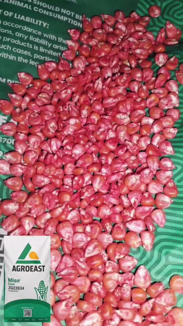 على بركة الله 🌽تم وصول  بذور الذرة الهجينة AGROEAST – ZG23S34 🌽
اختيارك الصحيح لموسم ناجح وإنتاج وفير 💪🌾
✔️ بذور ذرة هجينة عالية الجودة
✔️ إنبات قوي ومتجانس
✔️ إنتاجية عالية وحبوب ممتلئة
✔️ مقاومة جيدة للظروف البيئية
✔️ مناسبة لجميع المواسم
🔹 العبوة: 50,000 بذرة
🔹 مصممة لتحقيق أفضل أداء وأعلى محصول
📢🌽 ازرع اليوم… واحصد الفرق غدًا🌽 
AGROEAST – جودة تثق بها وإنتاج تعتمد عليه.🌽 
صلاح الدين الشرقاط الجميله الطوب
أبو حارث *********** اسيا ***********
علي حمد***********
