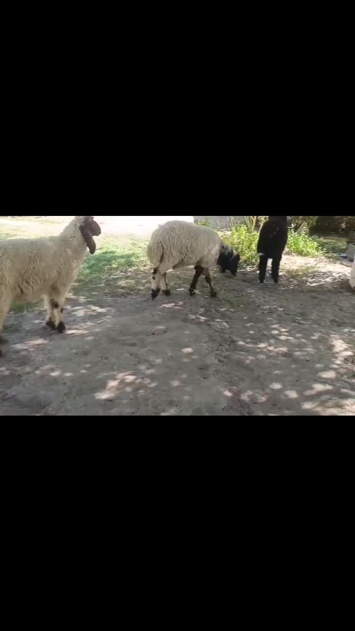 سلام عليكم عندي طليان للبيع اليريد يتصل ***********مكاني طريق سده محاويل
