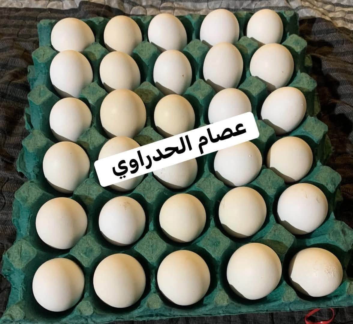 عرض اليوم ولفترة محدودة 

********  

متوفر 🥚🥚 تفقيس فيومي فضي 
من ذني امهات بصور اسفل المنشور ⬇️

سعر طبقة20 الف 

طبقتين 35 

مدة الخزن يوم واحد     بتاريخ 2026/7/3 

**************

 العنوان  النجف الاشرف /الكوفة -منطقة علوة الفحل 

للستفسار والحجز المراسلة على خاص الحساب


**إذا كنت صاحب هذا الإعلان وتريد حذفه لأي سبب، رجاءا أرسل رسالة إلى الدعم الفني**